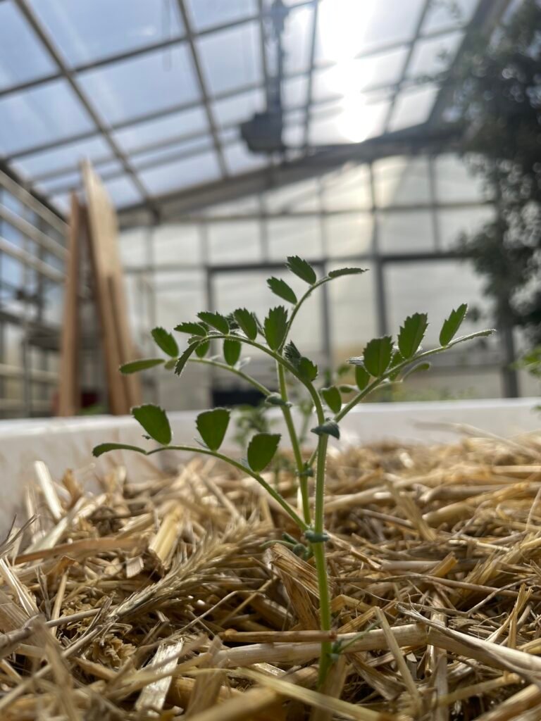 Mulch experiment mulch experiment 2